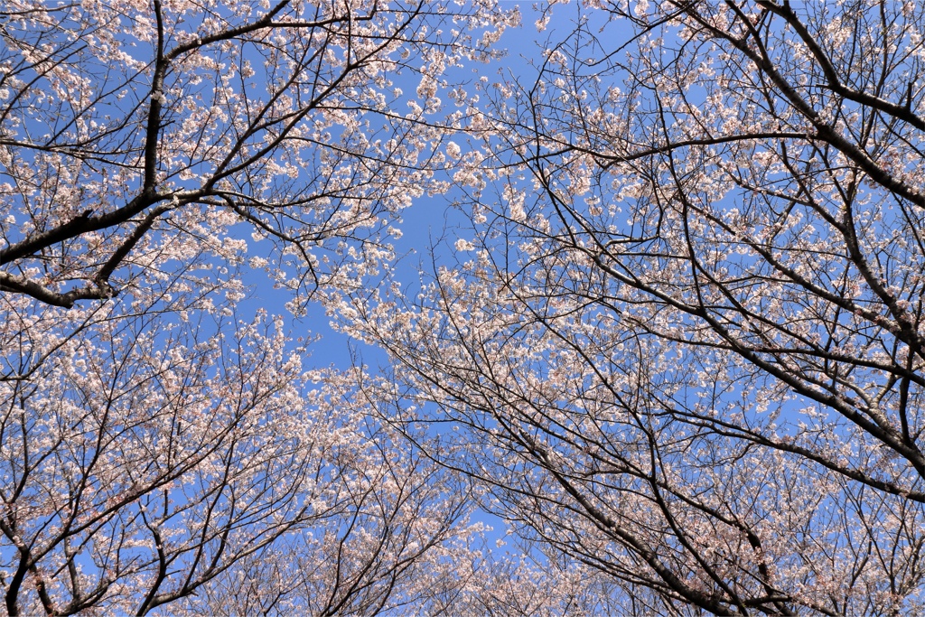 桜と青い空