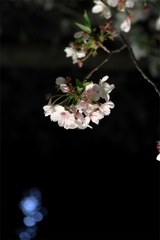 夜桜