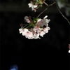 夜桜