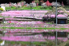 國田家の芝桜