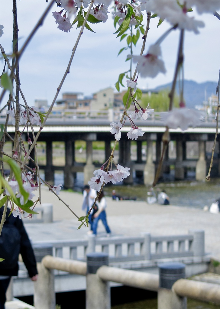 京都鴨川の桜と三条大橋