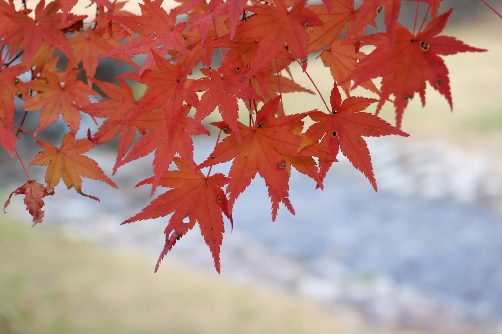 養老公園の紅葉