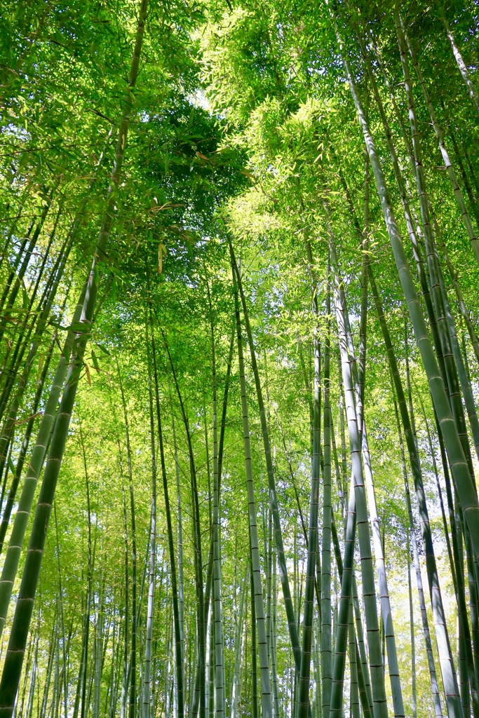 京都高台寺の竹林