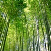 京都高台寺の竹林