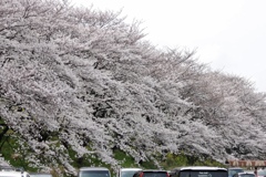 大島堤の桜並木