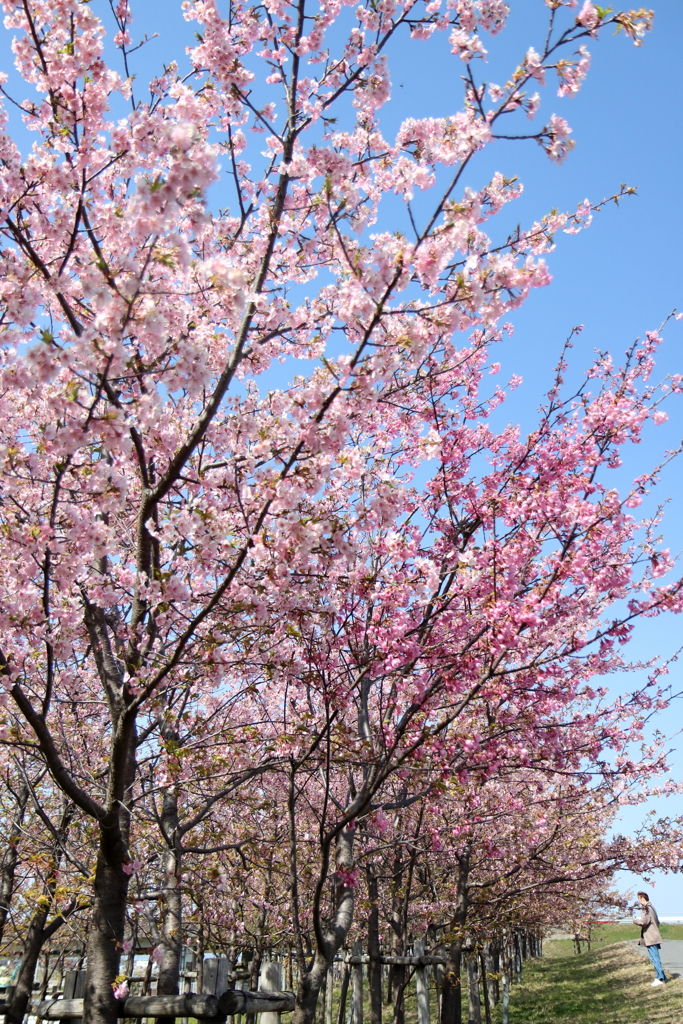 河津桜