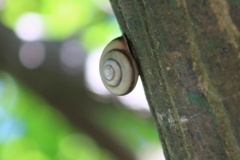 木陰でマイマイ