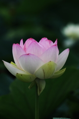 蓮の花