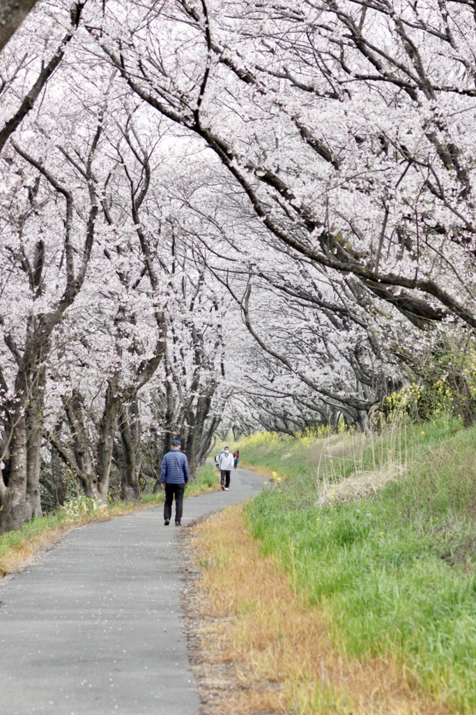 大島堤の桜並木