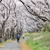 大島堤の桜並木