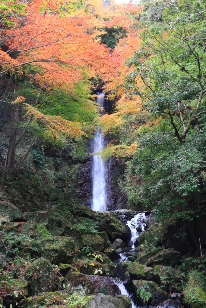 養老の滝