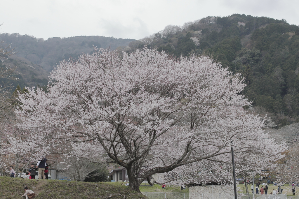 霞間ヶ溪公園の桜