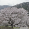 霞間ヶ溪公園の桜