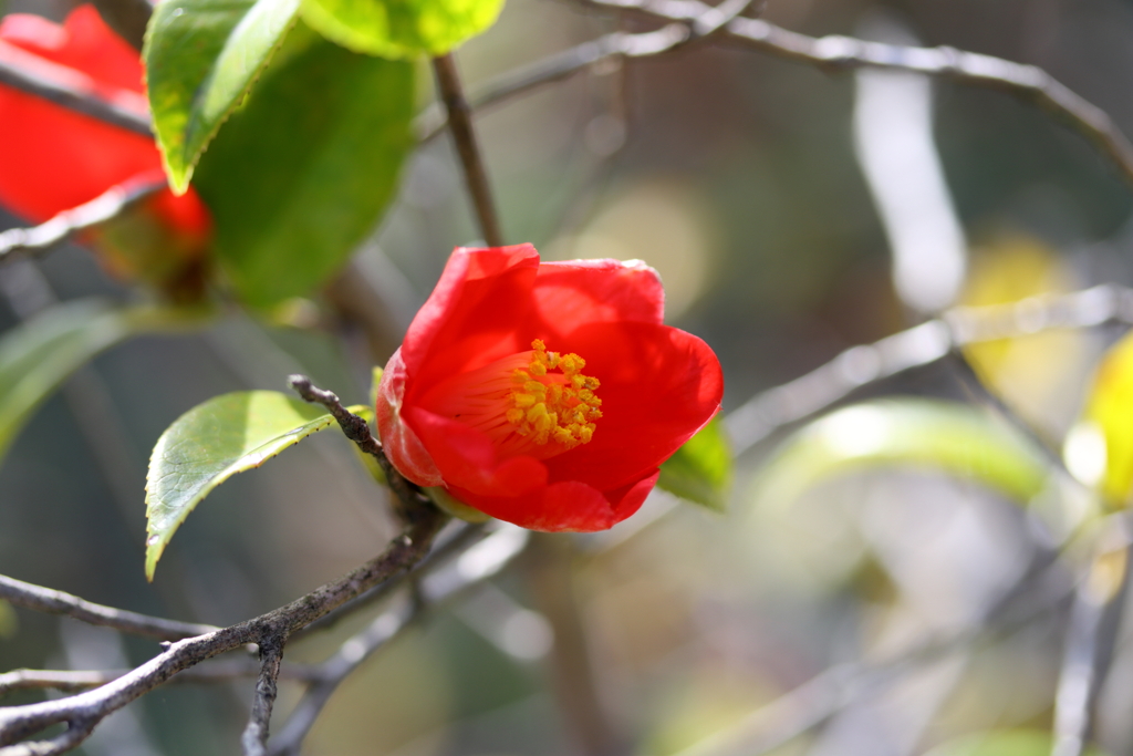 Power Flower