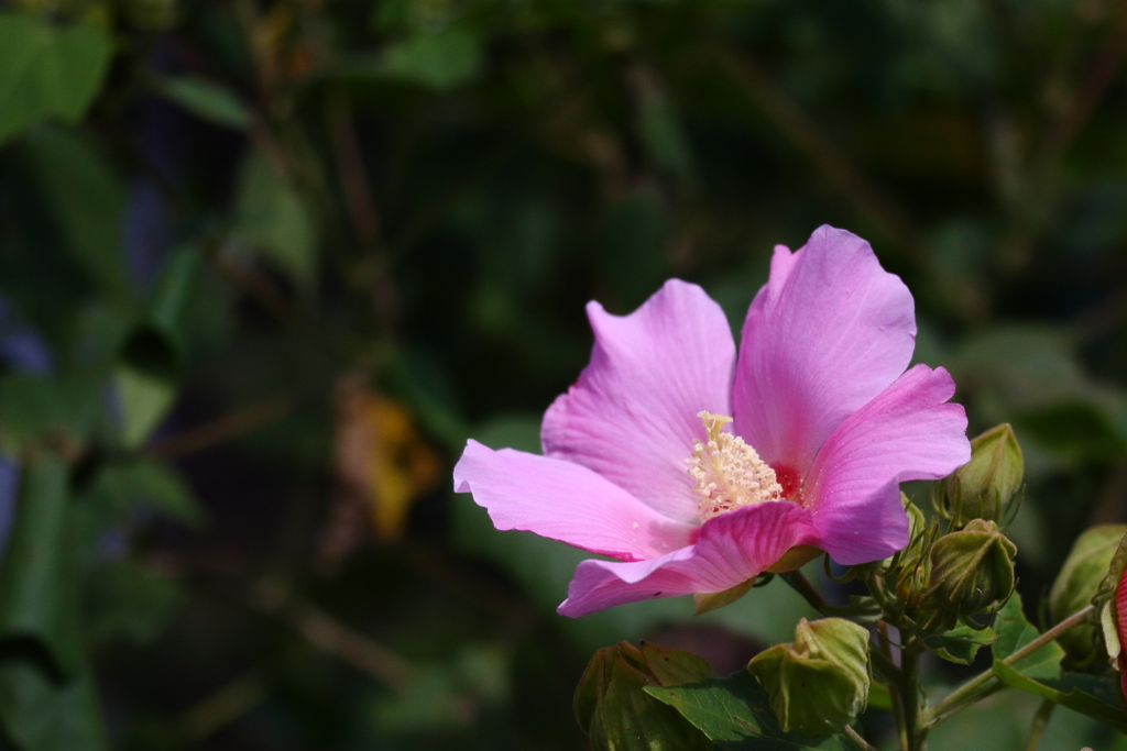 芙蓉の花