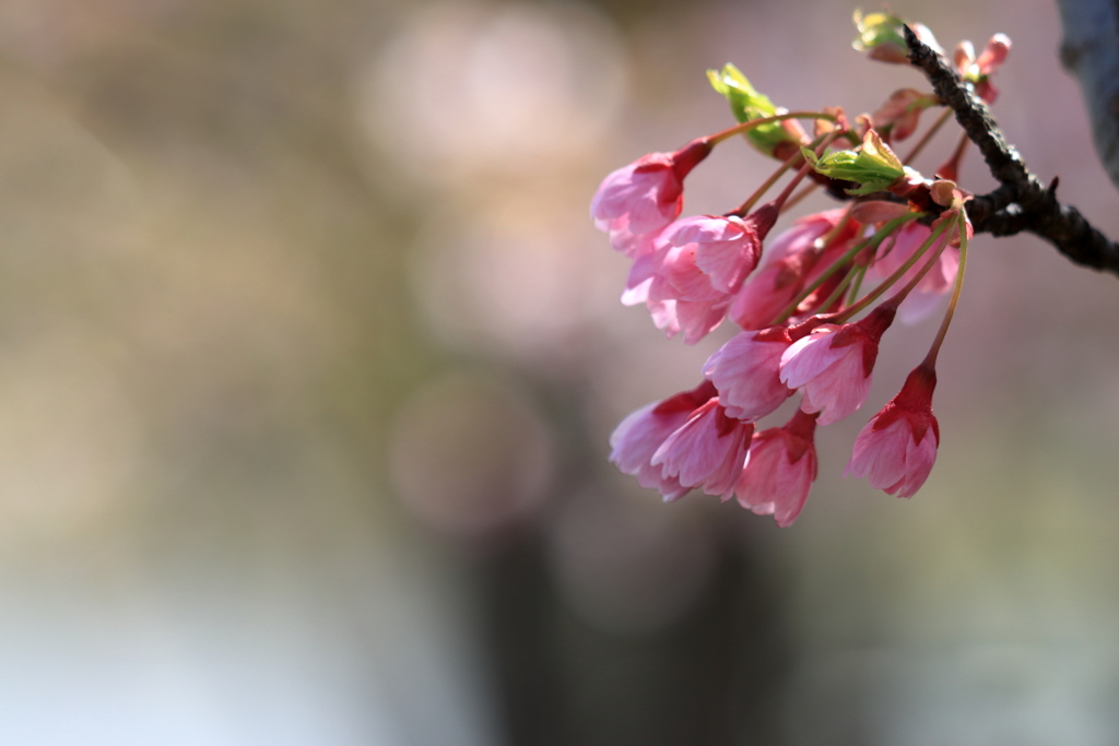 7分咲きのつづき