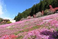 國田家の芝桜