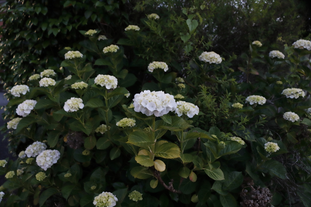 白い紫陽花