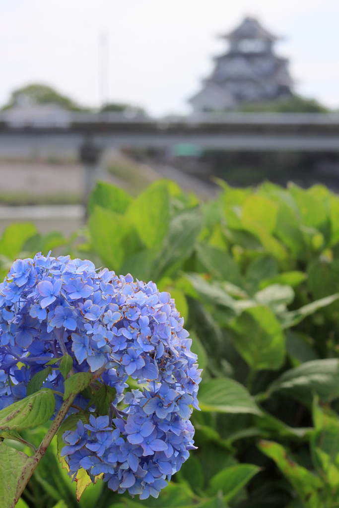 紫陽花と墨俣一夜城