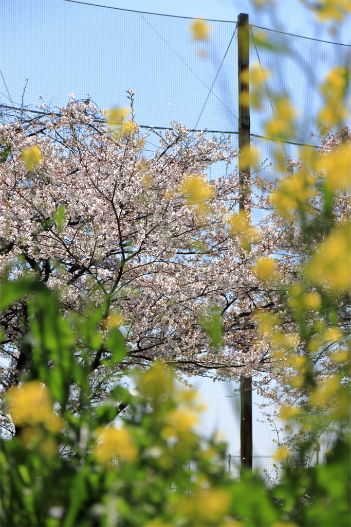 菜の花と桜