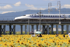 ひまわり畑と新幹線