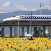 ひまわり畑と新幹線