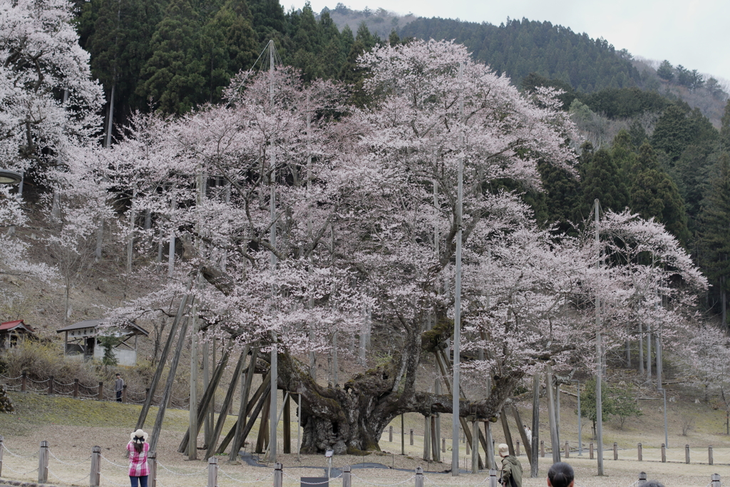 根尾谷　淡墨桜