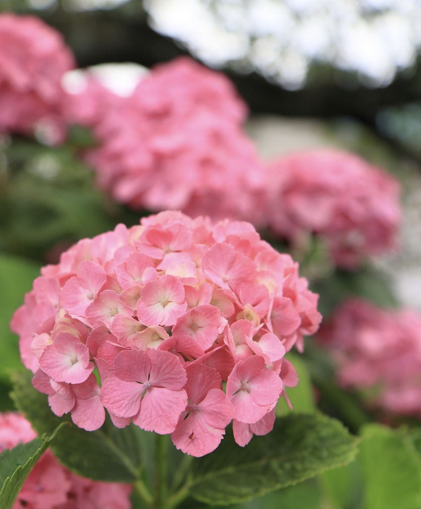 ピンクの紫陽花