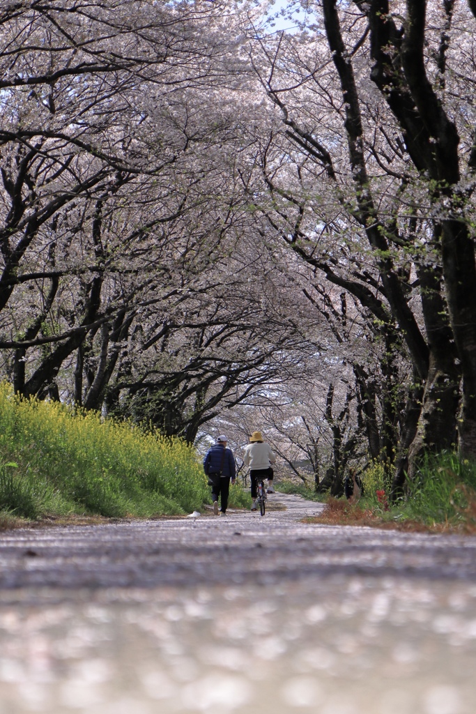 散歩道