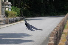 逃げられる
