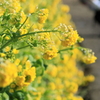 菜の花