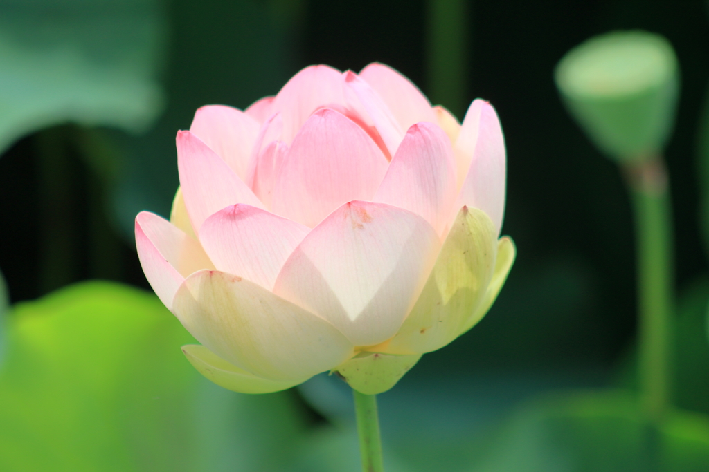 蓮の花　2