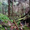 片江古道 1/4