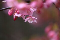 河津桜