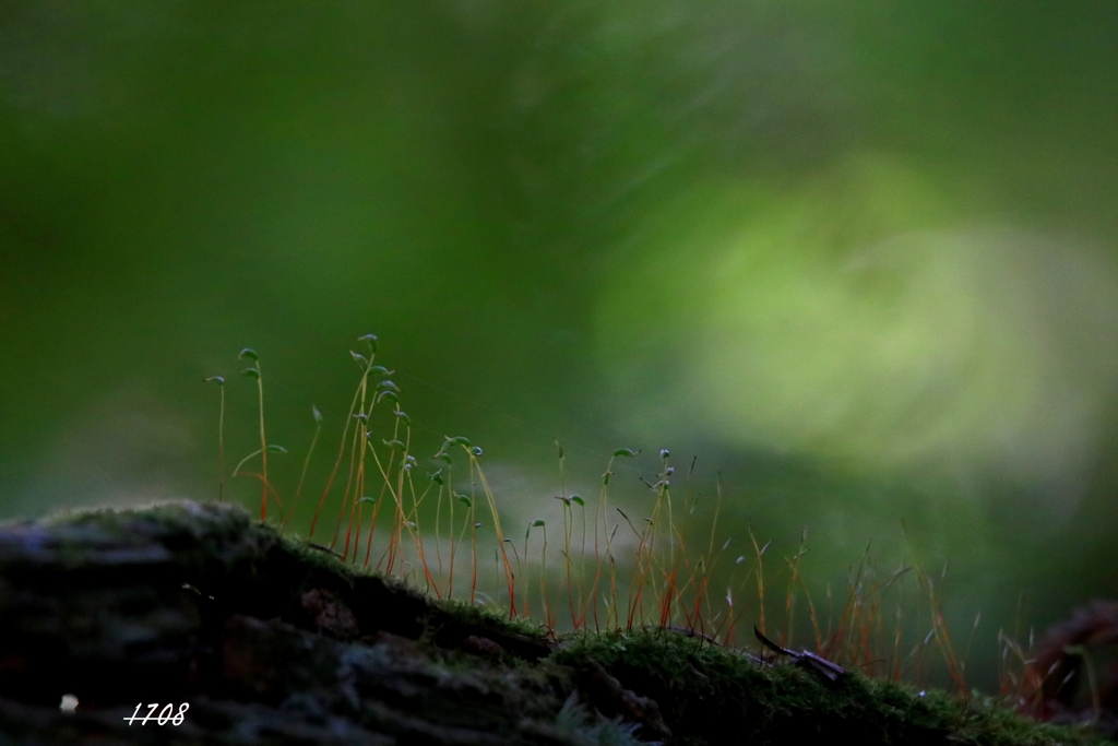 苔の世界 40