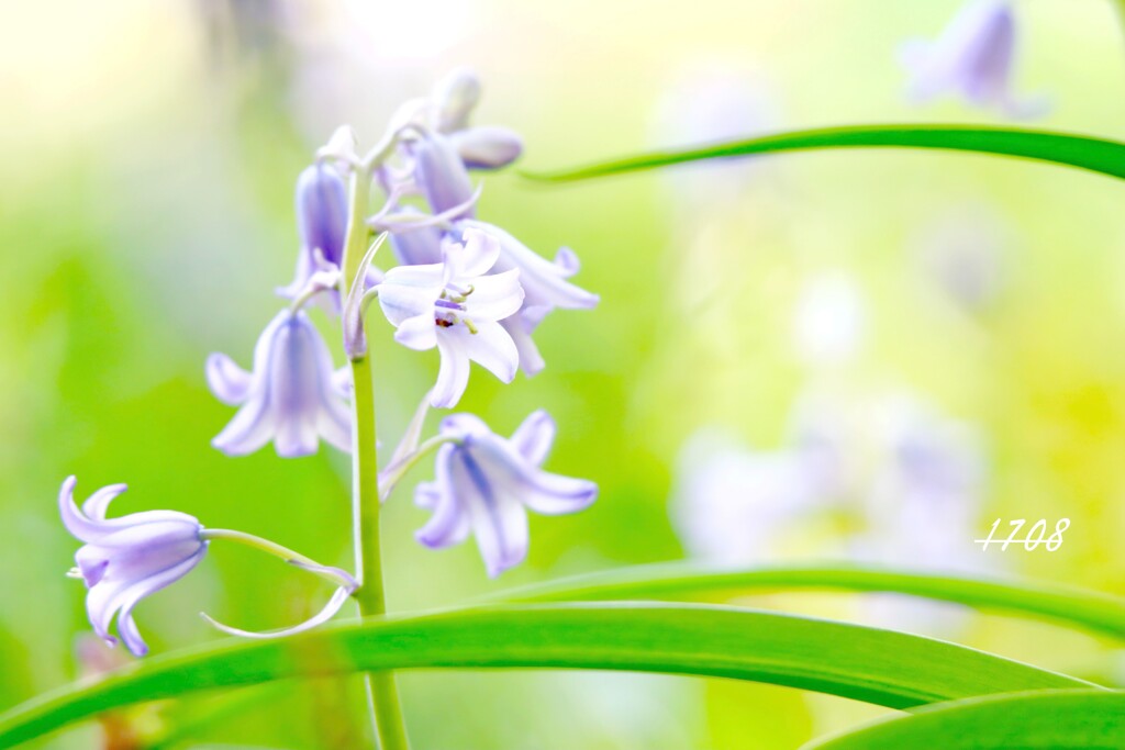 里山の畑で咲く花