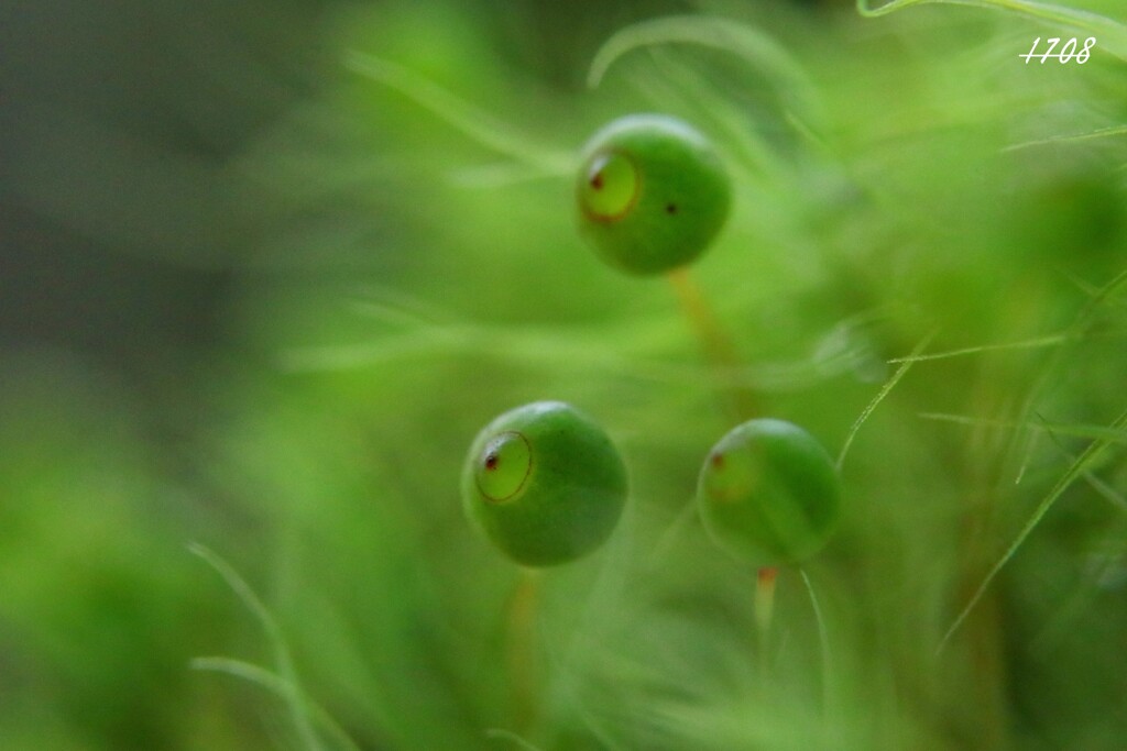 苔の世界 （タマゴケ）2024-32