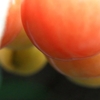 冬のトマト