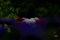 紫陽花