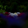 紫陽花