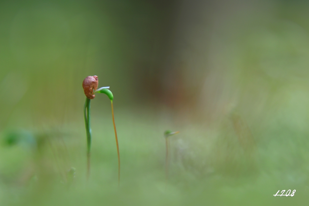 苔の世界 21（発芽）