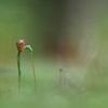 苔の世界 21（発芽）