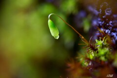 苔の世界 ２０２６－３３（ハリガネゴケ）