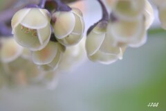 ２０２５忘れ物（ヒサカキ）