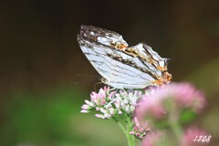 イシガケチョウ