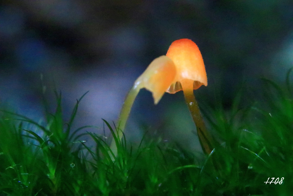 苔の世界 45（キノコ）