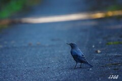 久しぶりの鳥撮り