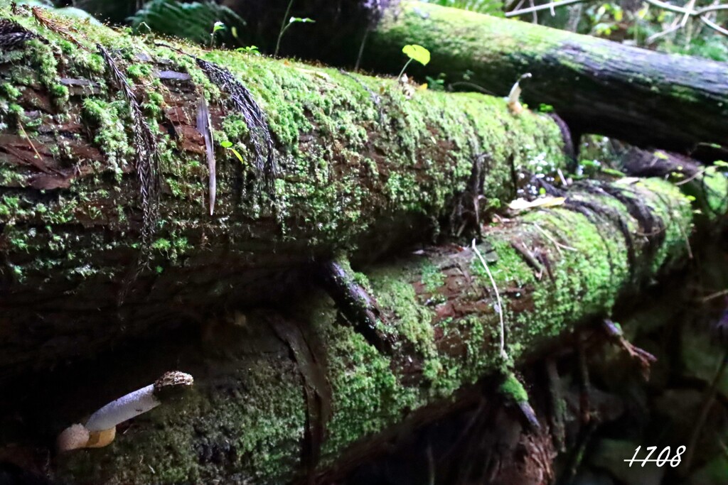 スッポンタケ 2/2