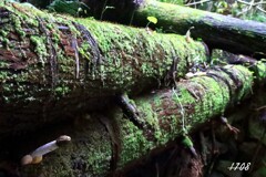 スッポンタケ 2/2