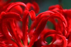 遅い開花